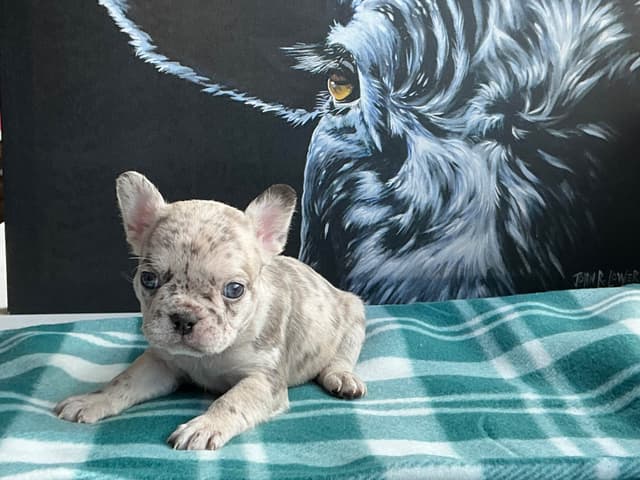 French Bulldog Puppies media 23