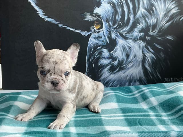 French Bulldog Puppies media 24