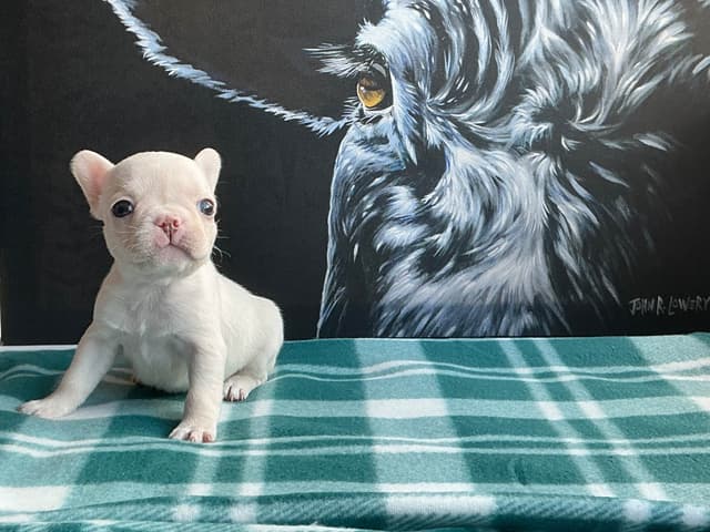 French Bulldog Puppies media 26