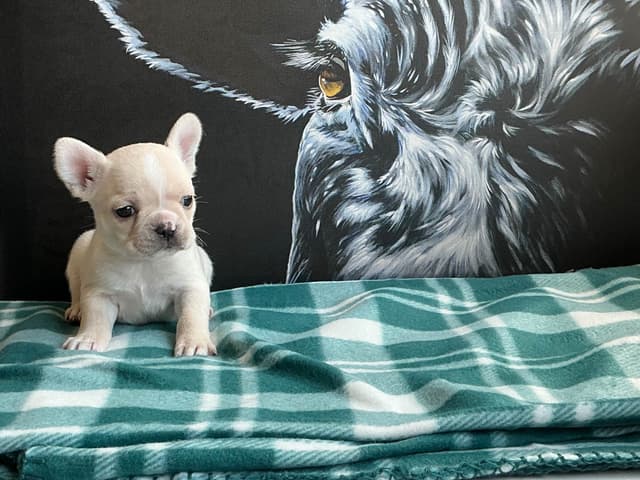 French Bulldog Puppies media 27