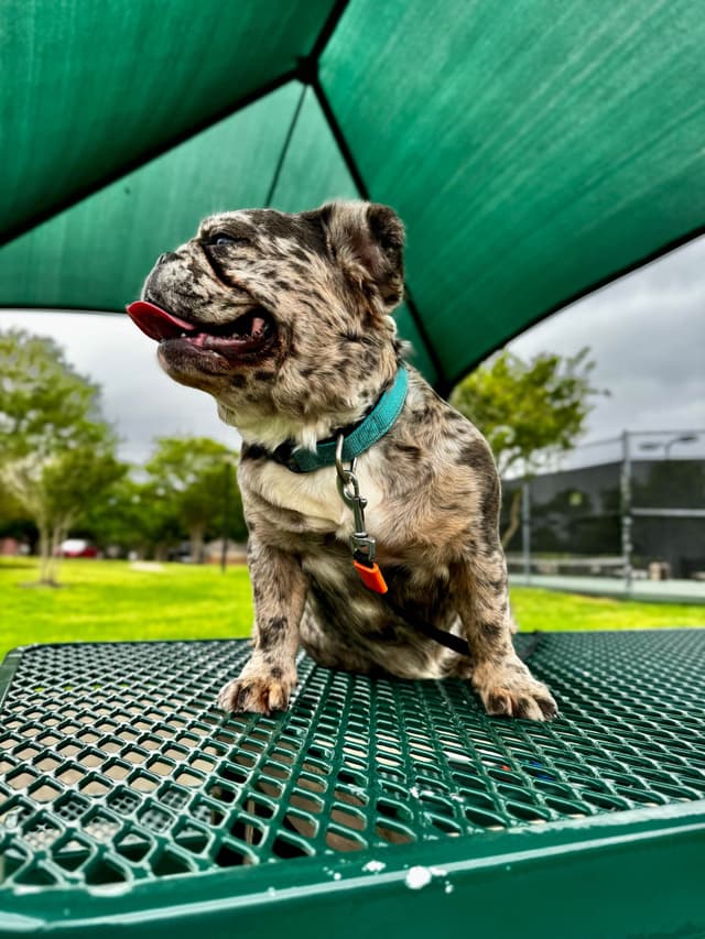 French Bulldog Puppies media 8
