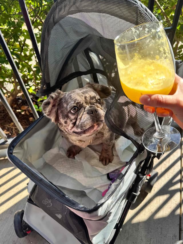 French Bulldog Puppies media 7