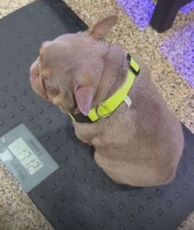 French Bulldog Puppies media 10