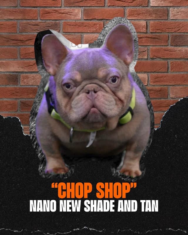 French Bulldog Puppies media 9