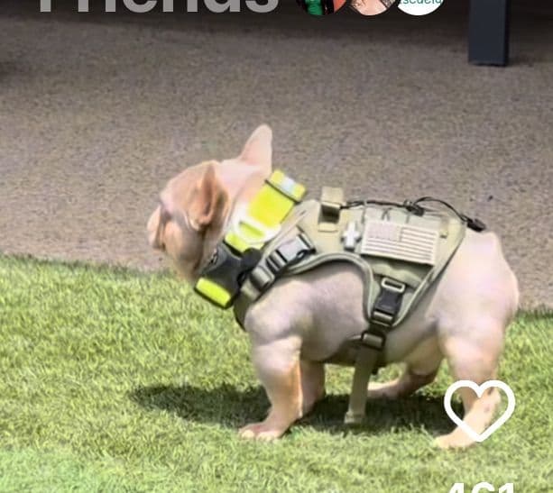 French Bulldog Puppies media 7