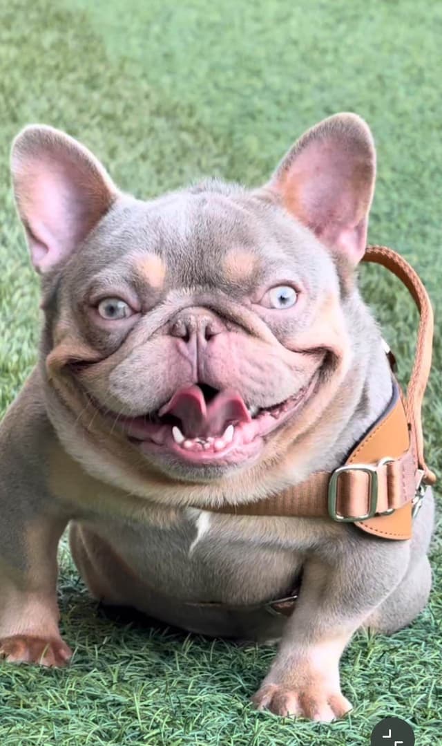 French Bulldog Puppies media 9