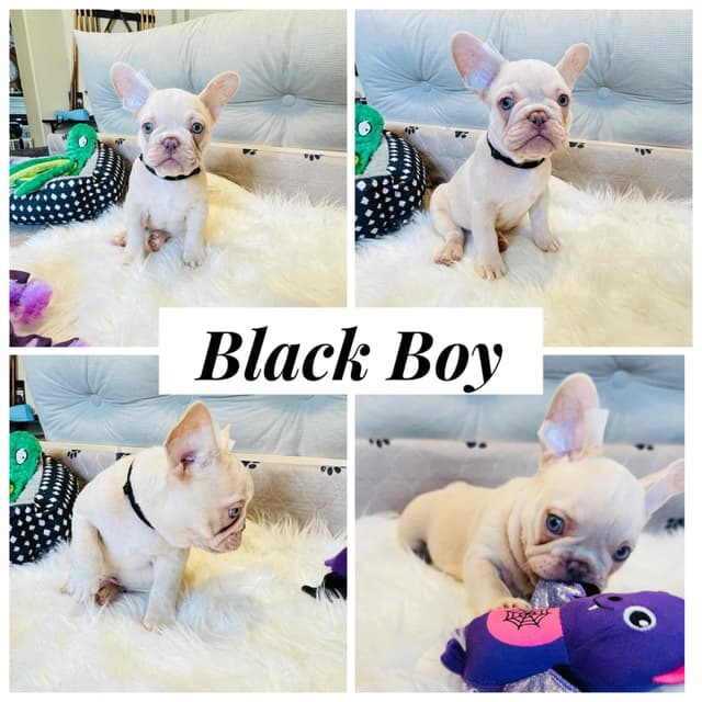 French Bulldog Puppies media 2
