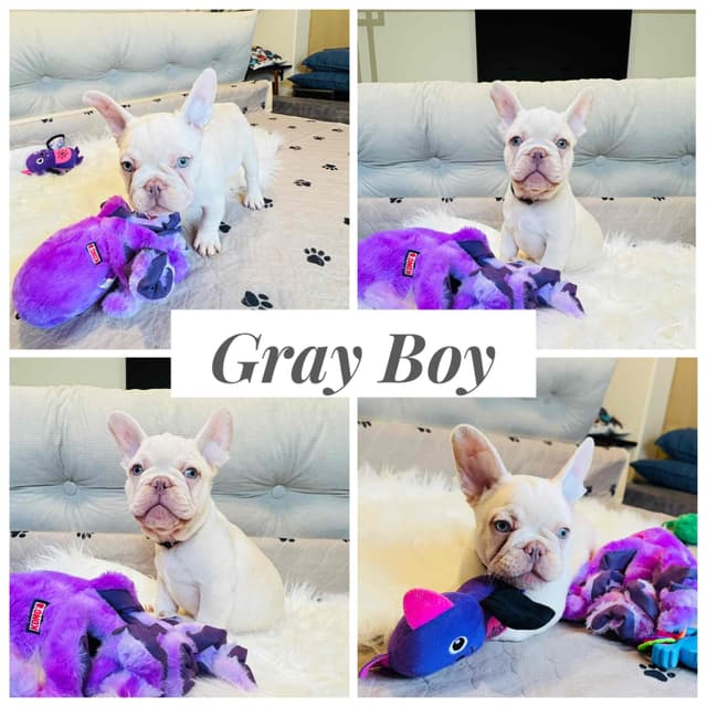 French Bulldog Puppies media 5