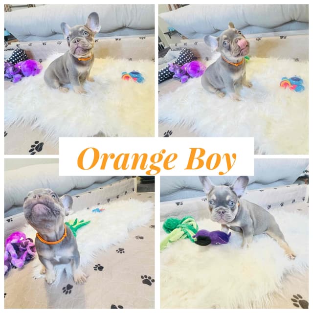 French Bulldog Puppies media 4