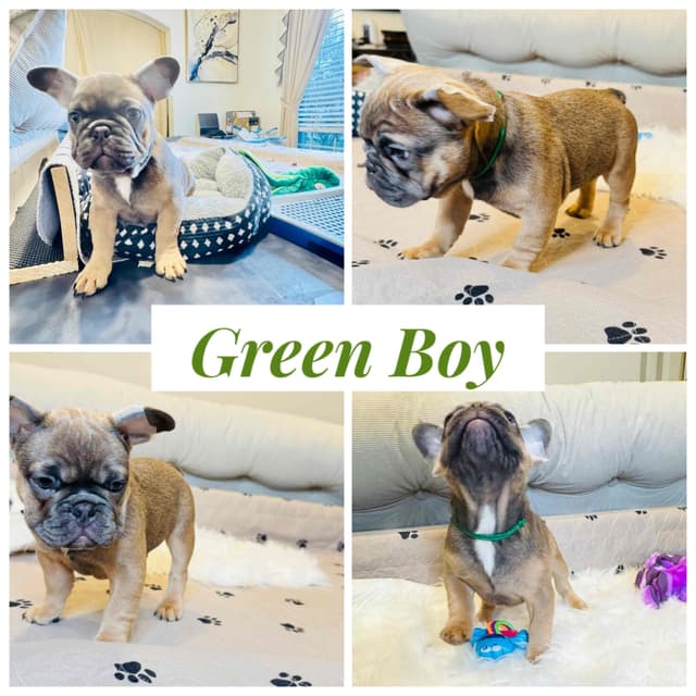 French Bulldog Puppies media 3