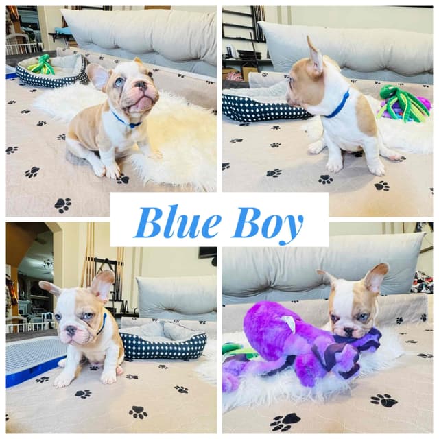 French Bulldog Puppies media 2