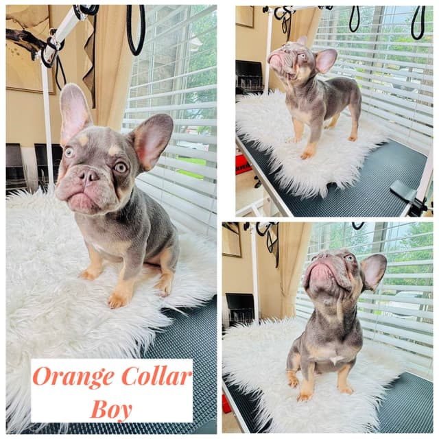 French Bulldog Puppies media 3