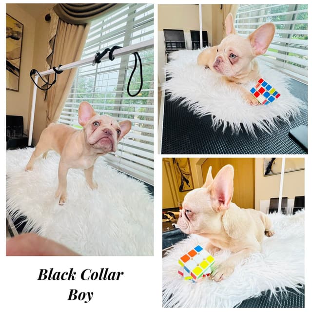 French Bulldog Puppies media 8