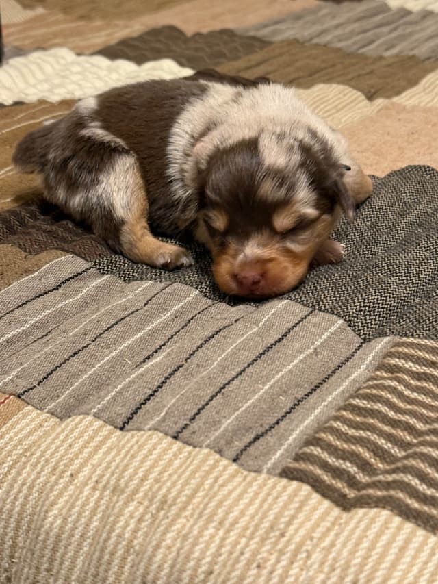 Australian Shepherd Puppies media 4