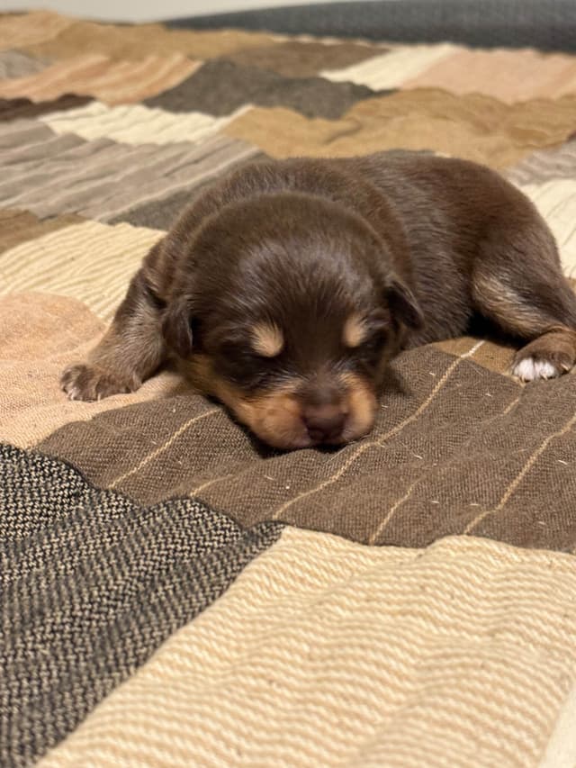 Australian Shepherd Puppies media 5