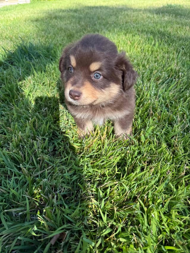 Australian Shepherd Puppies media 10