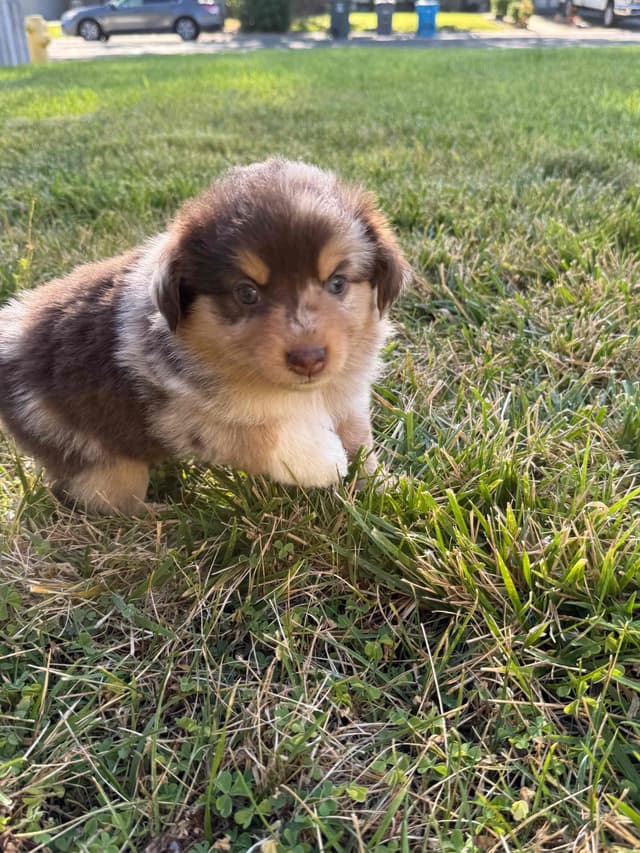 Australian Shepherd Puppies media 11