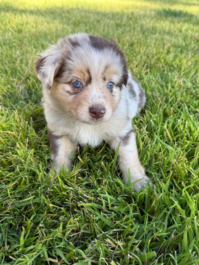 Australian Shepherd Puppies media 12