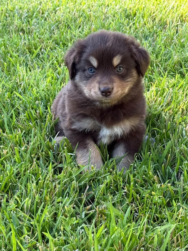 Australian Shepherd Puppies media 14