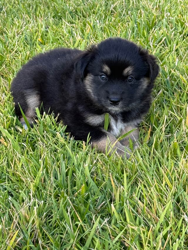 Australian Shepherd Puppies media 13