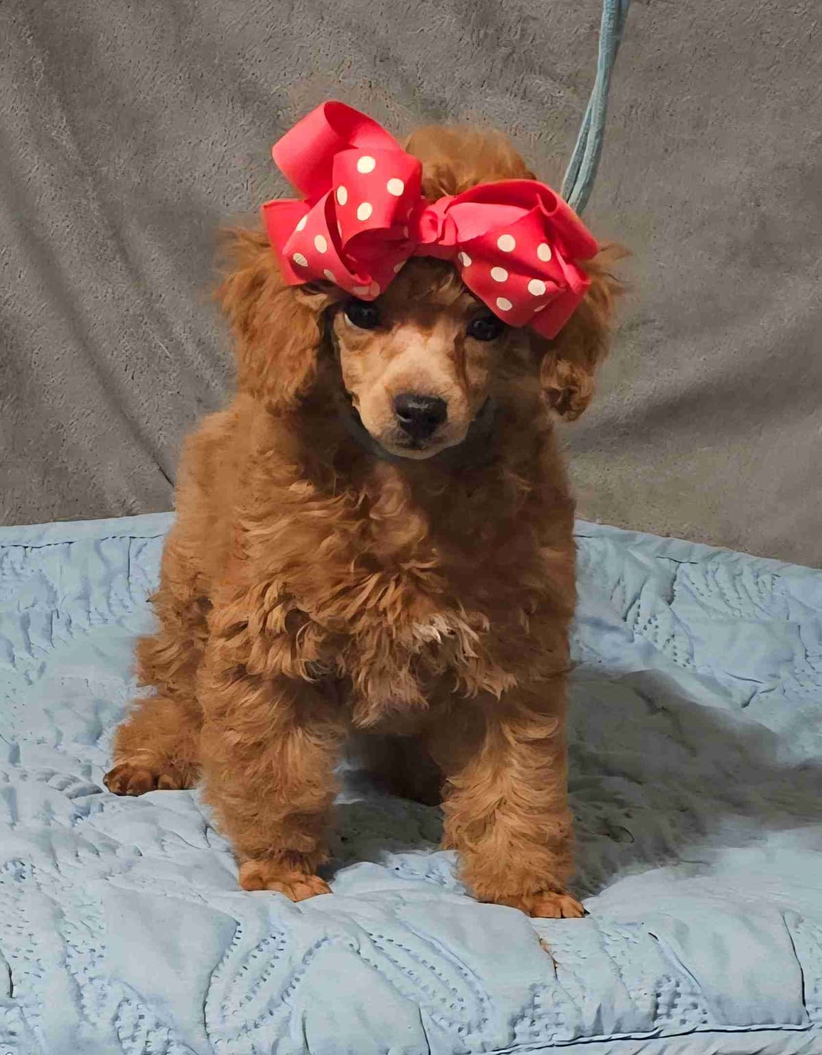Poodle Puppies breeder image 1