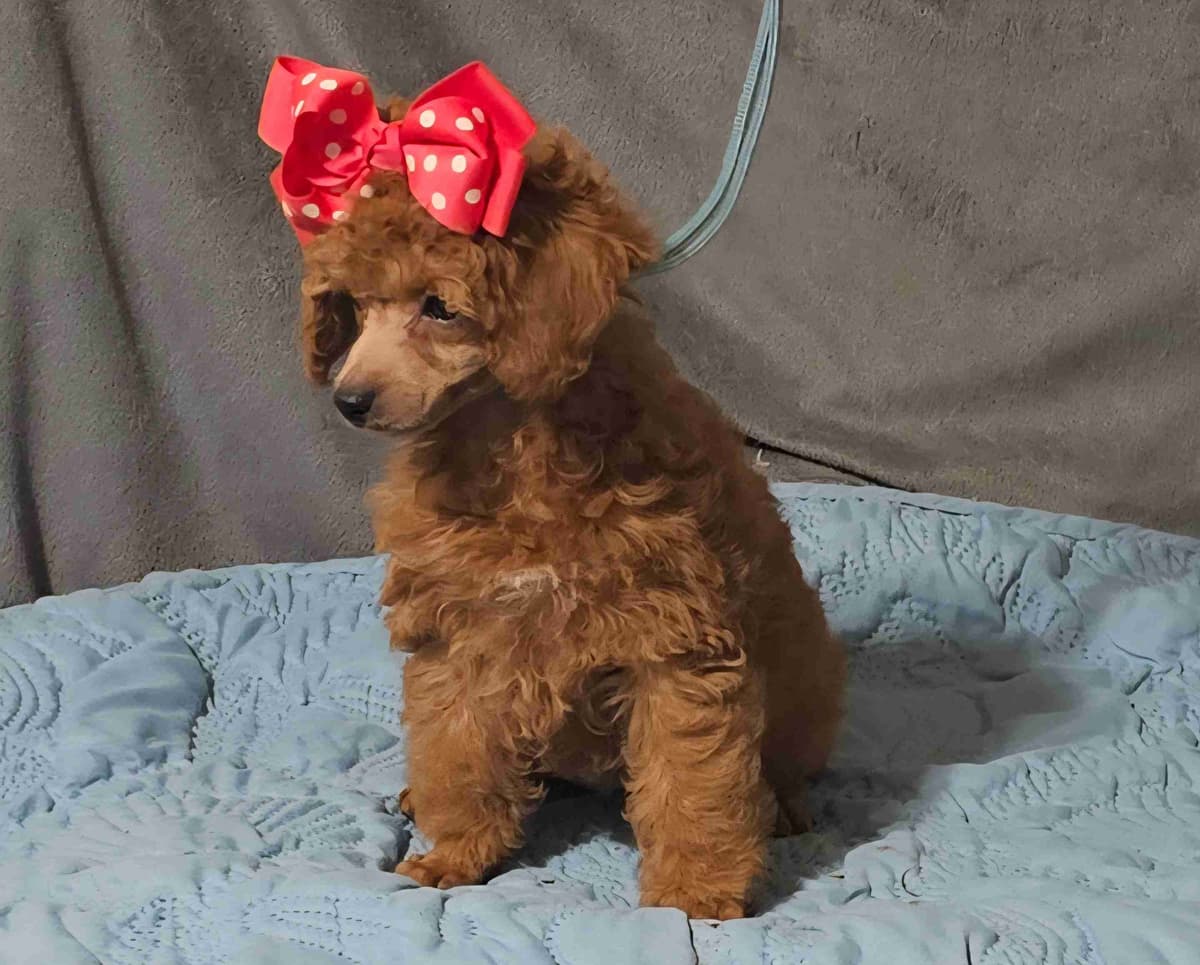 Poodle Puppies breeder image 2