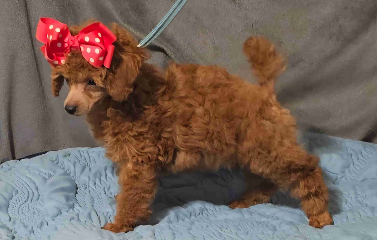 Poodle Puppies breeder image 3