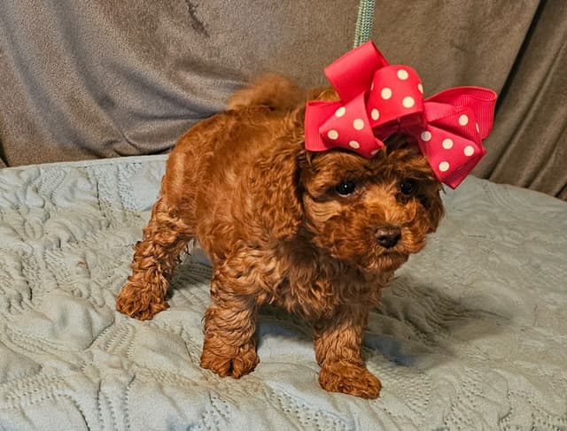 Poodle Puppies media 2