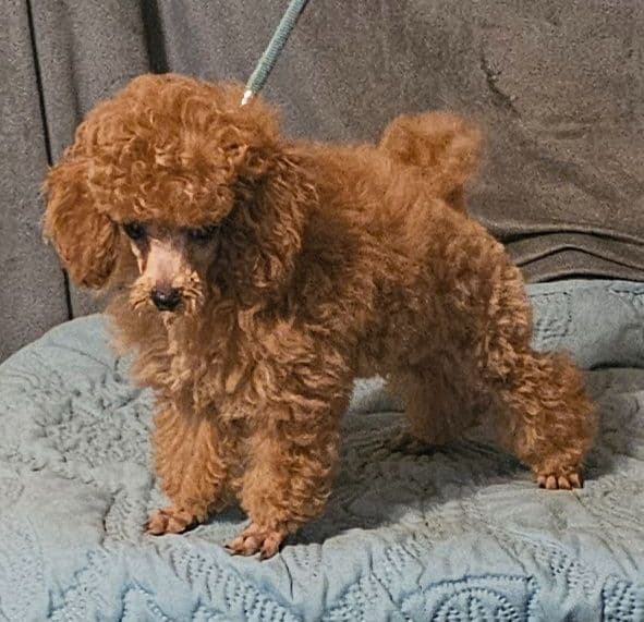 Poodle Puppies media 3