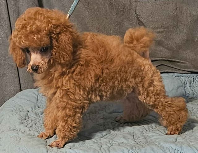 Poodle Puppies media 4