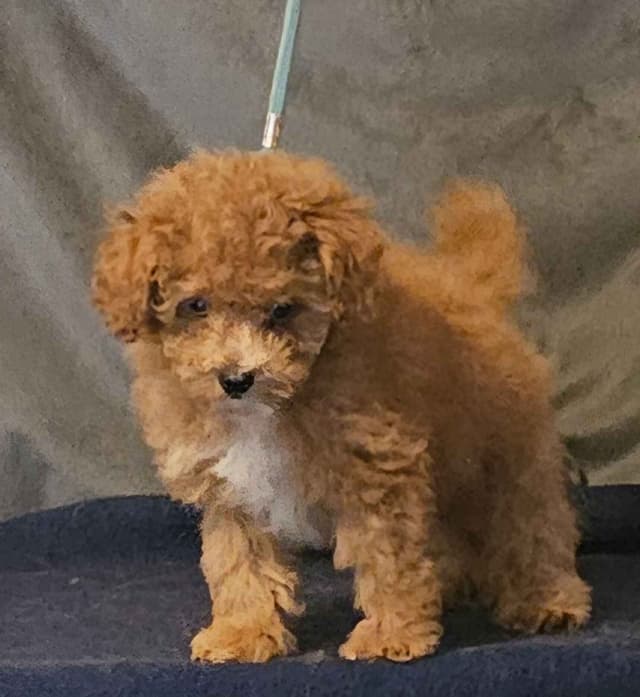 Poodle Puppies media 2