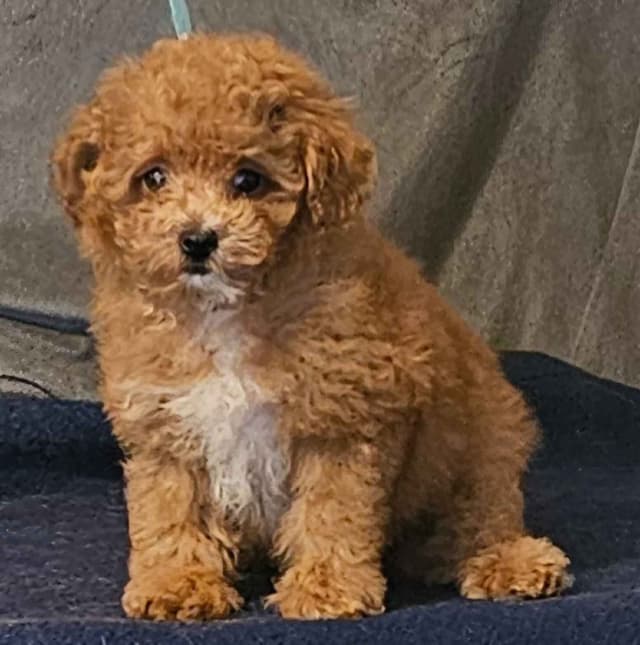 Poodle Puppies media 3