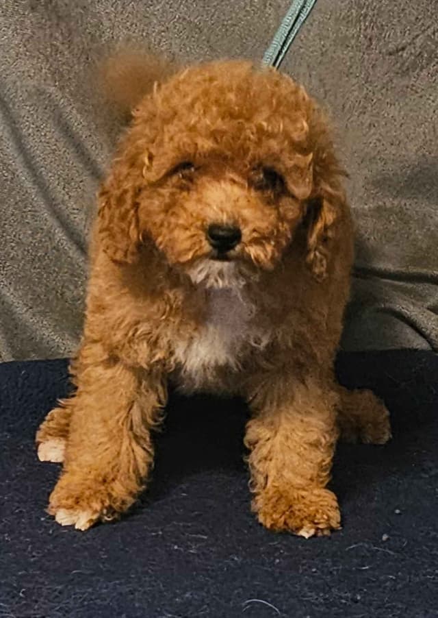 Poodle Puppies media 4