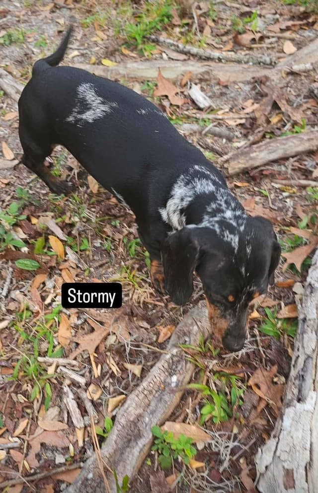 Ella is ready - Black and Brindle girl - DNA and OFA tested parents media 4