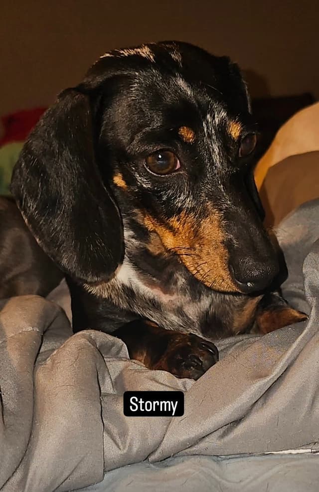 Ella is ready - Black and Brindle girl - DNA and OFA tested parents media 5