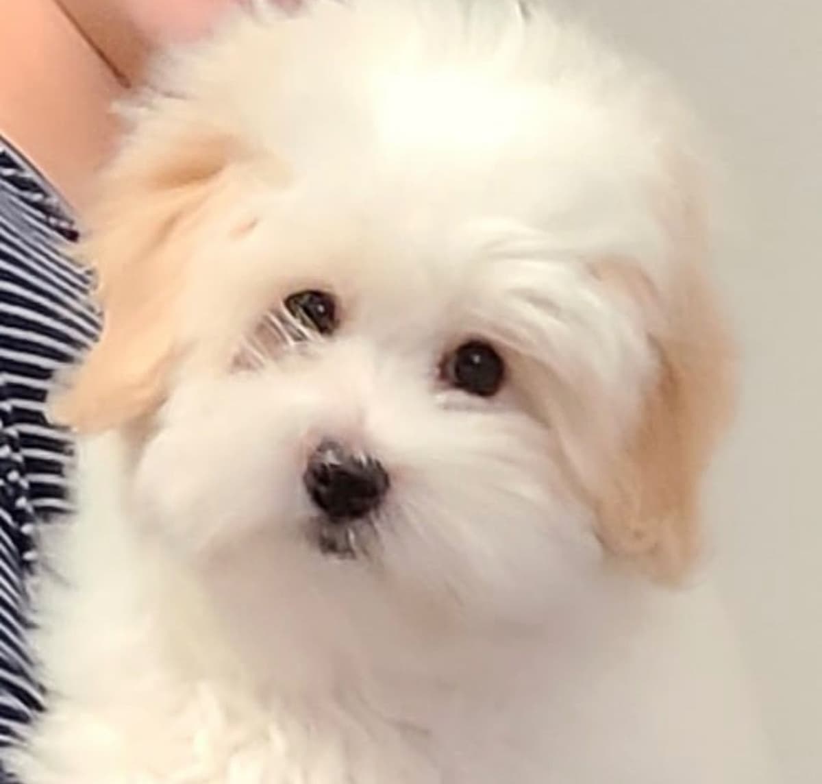 Bichon Frise Puppies breeder image 3