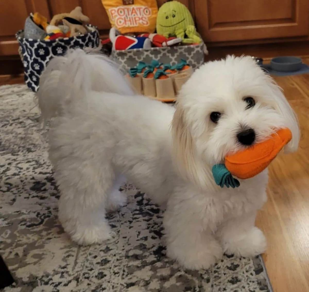 Bichon Frise Puppies breeder image 4
