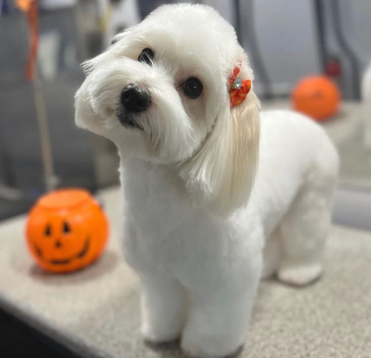 Bichon Frise Puppies breeder image 6