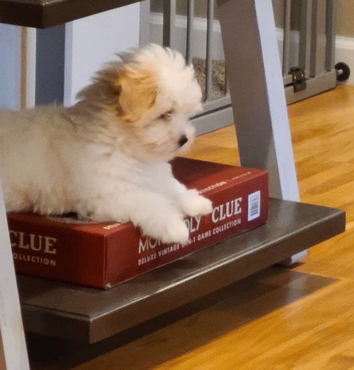 Bichon Frise Puppies breeder image 9