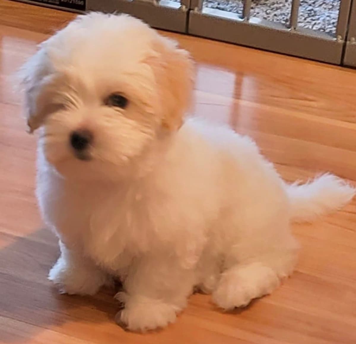 Bichon Frise Puppies breeder image 7