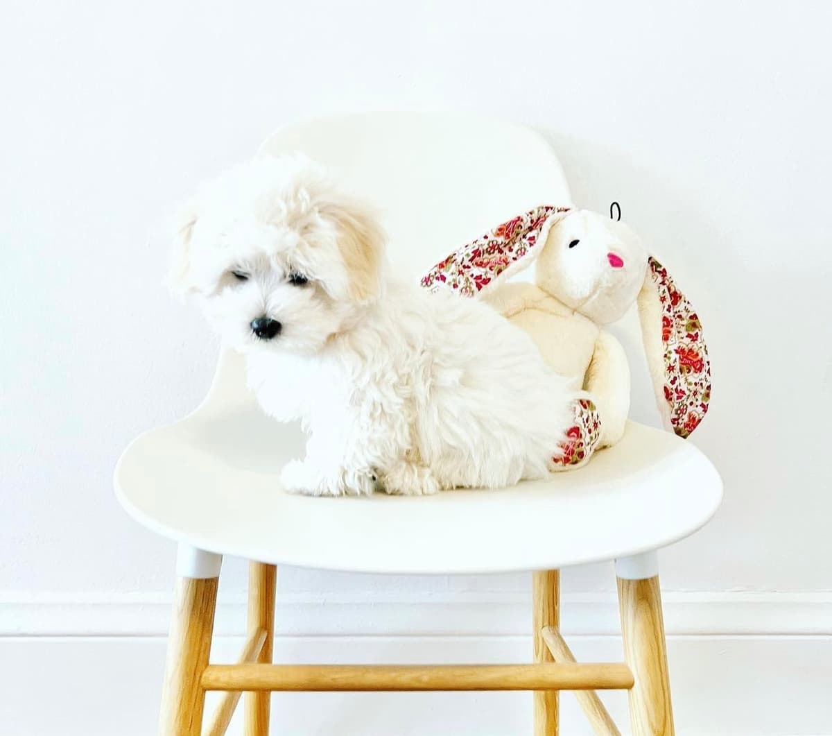 Bichon Frise Puppies breeder image 8