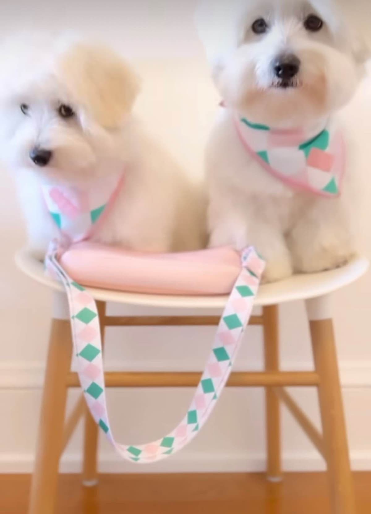 Bichon Frise Puppies breeder image 10