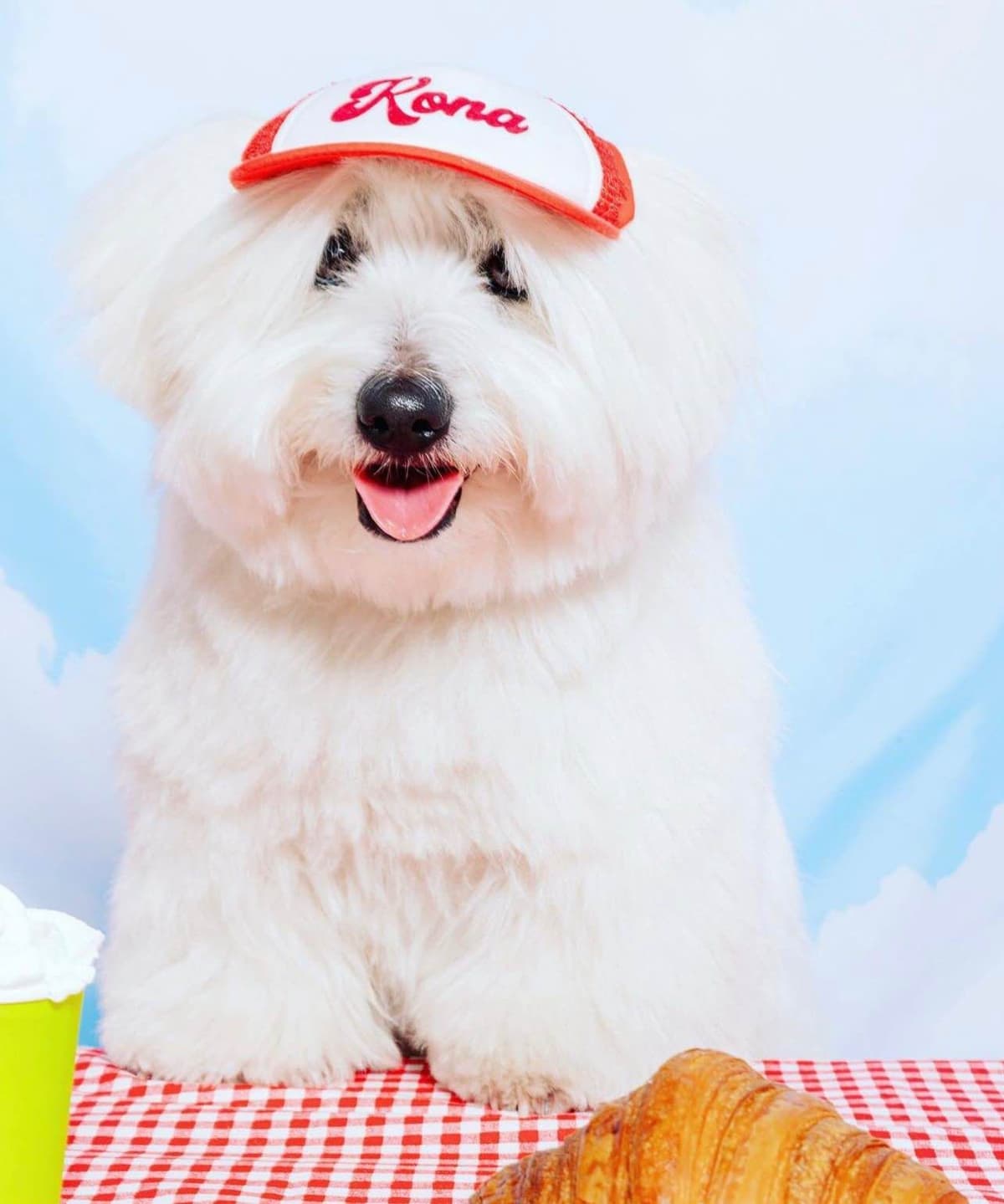 Bichon Frise Puppies breeder image 13