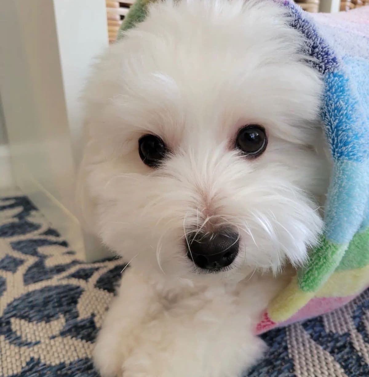 Bichon Frise Puppies breeder image 16