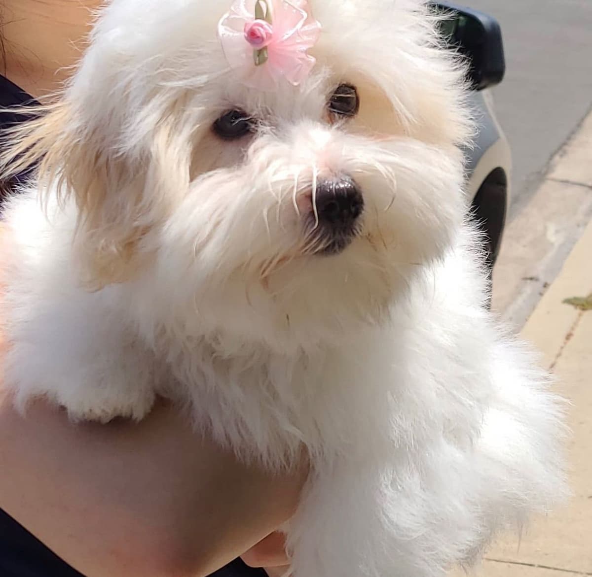 Bichon Frise Puppies breeder image 15