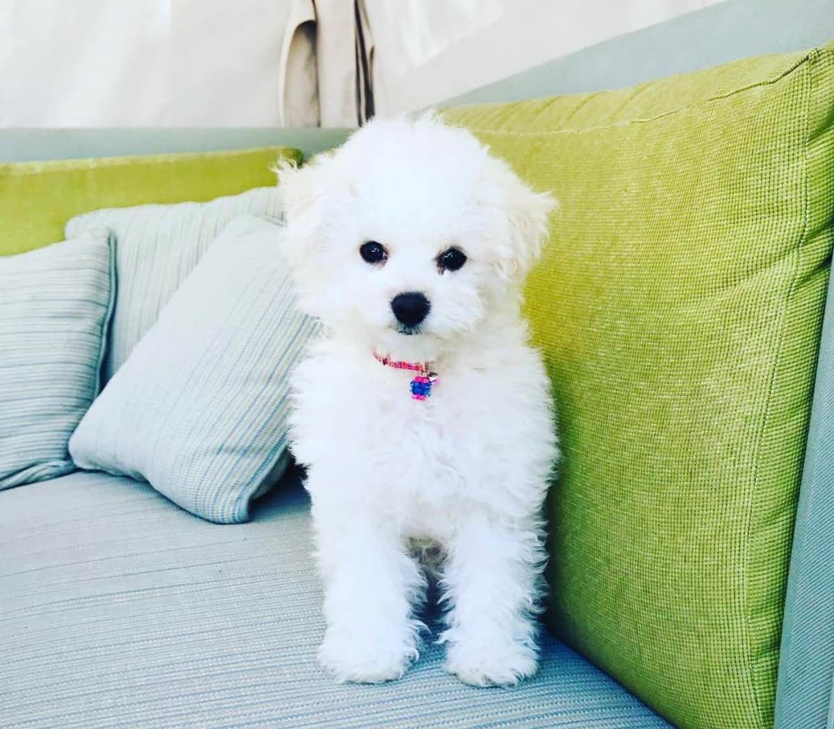 Bichon Frise Puppies breeder image 20