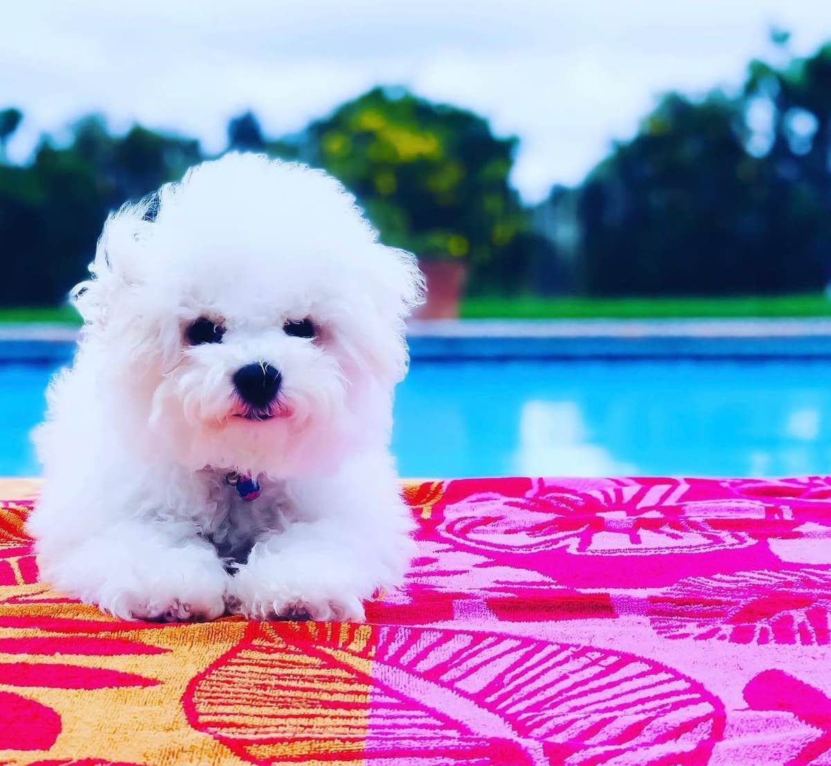 Bichon Frise Puppies breeder image 21