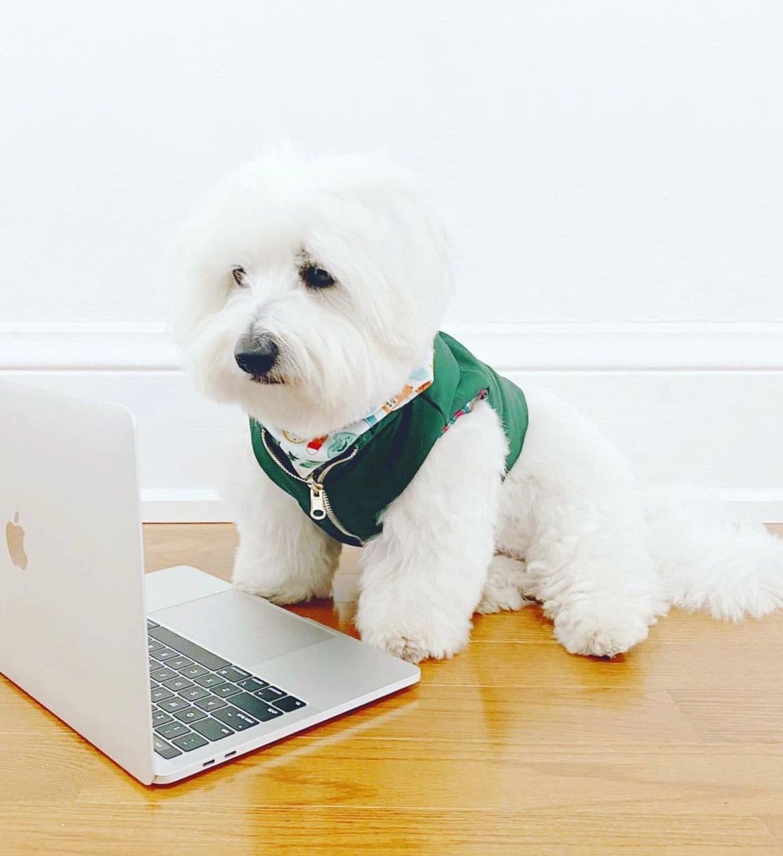 Bichon Frise Puppies breeder image 28