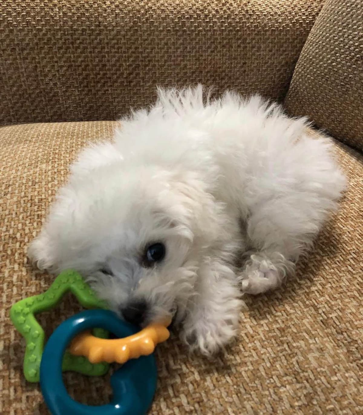 Bichon Frise Puppies breeder image 26