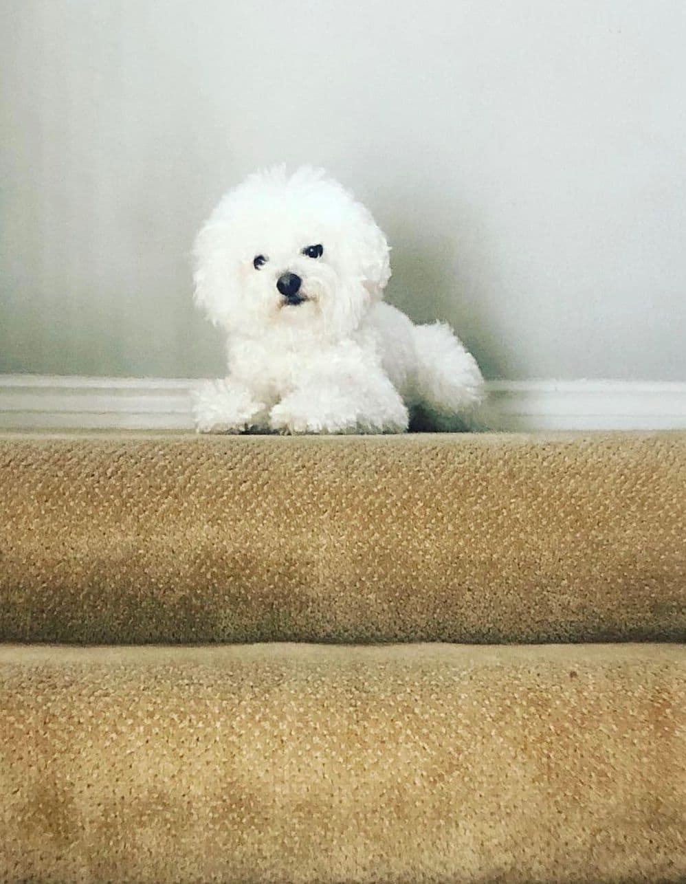 Bichon Frise Puppies breeder image 22
